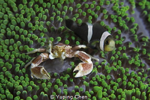 My Roommate//Lembeh strait,Indonesia, Canon 5D MarkIV, 10... by Yuping Chen 